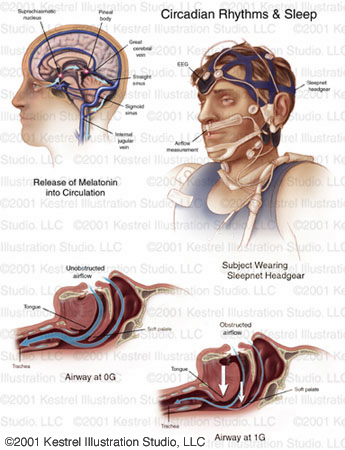 Human Anatomy, Non-Surgical (1 of 2)