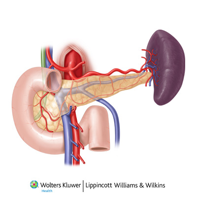 pancreas vascular anatomy