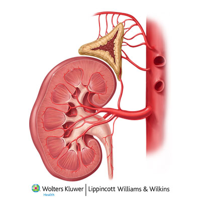 Renal and Suprarenal Arteries