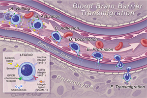 Blood Brain Barrier Thumbnail