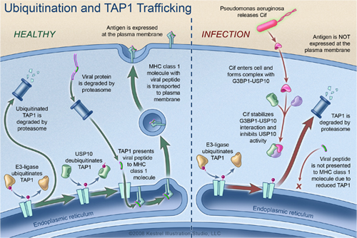 Ubiquitin & TAP1 Trafficking
