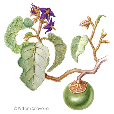 Solanum lycocarpum (Lobeira)