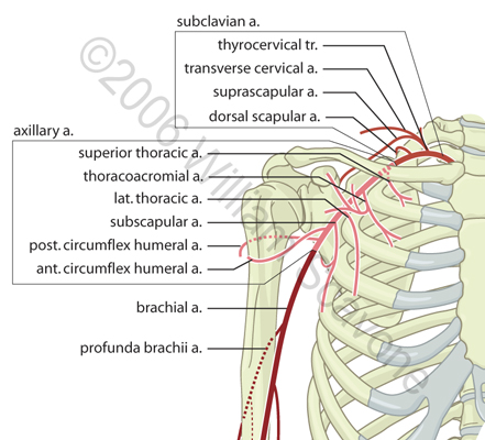 Arteries of the Axilla and Brachium Crop Shoulder