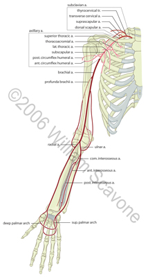 Arteries of the Axilla and Brachium
